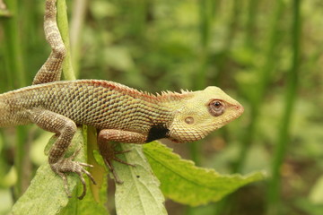 Indian Oriental Garden Lizard reptile species found on green plant.