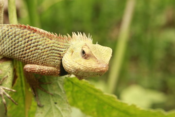 Indian Oriental Garden Lizard reptile species found on green plant.