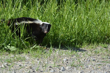 Skunk in ditch