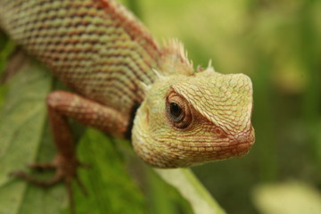 Indian Oriental Garden Lizard reptile species found on green plant.