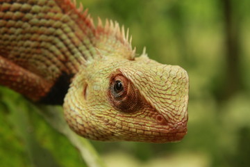 Fototapeta premium Indian Oriental Garden Lizard reptile species found on green plant.