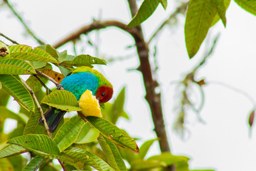 Tangara Vitrolina o Rastrogera