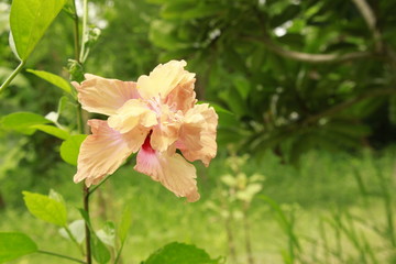 Obraz premium Hibiscus flower