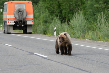 Wild young hungry and terrible Far Eastern brown bear (Kamchatka brown bear) walking on road and begs for human food from people in cars on highway.
