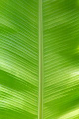 Green Banana leaf