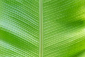 Green Banana leaf