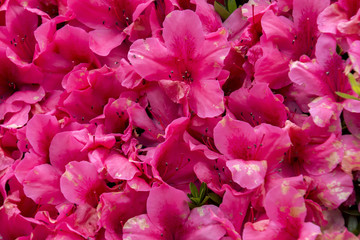 Pink Azaleas in the Flower Garden