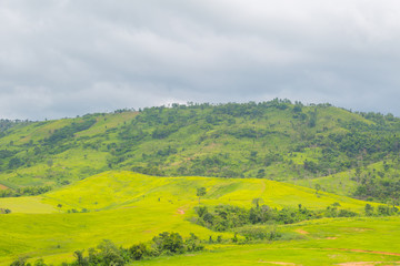 Green Mountains Landscape with Grass