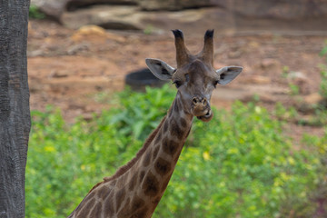 Tongue and Face of Masai giraffe