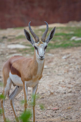 Gemsbok antelope (Oryx gazella) deer