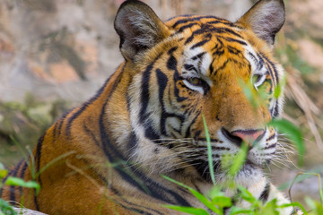 Face of Head and face Royal Bengal tiger