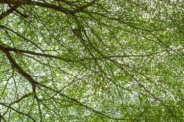 Green leaf