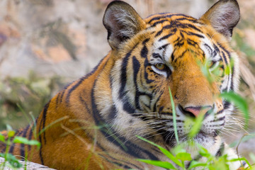 Fototapeta na wymiar Face of Head and face Royal Bengal tiger