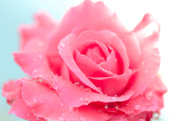 Fresh rose with water drops