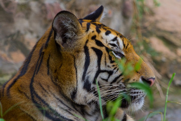Side view of Head and face Royal Bengal tiger
