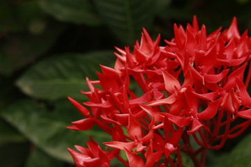 Red ixora