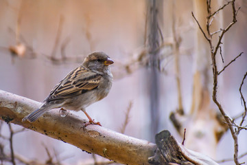 gorrion (passer domesticus) city bird 