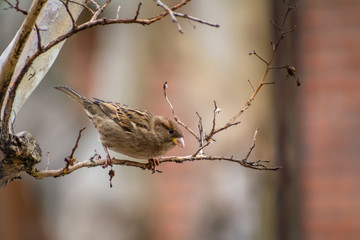 gorrion (passer domesticus) city bird 