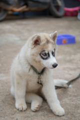 White Siberian Husky puppy