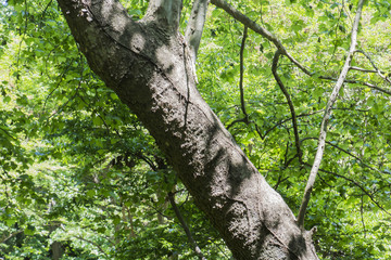 Fototapeta premium Japanese park forest