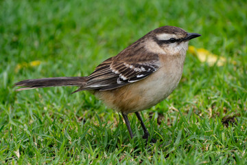 calandria grande ( mimus saturninus ) city bird