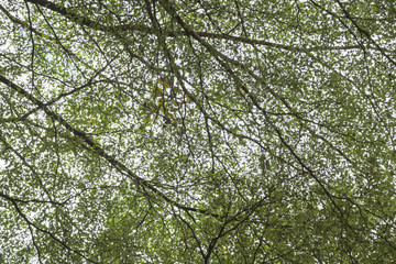 Green leaf