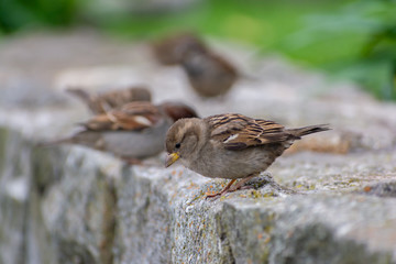 gorrion (passer domesticus) city bird 