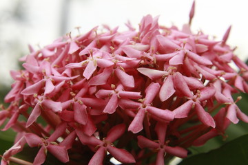 Pink ixora flowers.