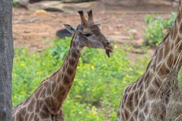 Tongue and Face of Masai giraffe