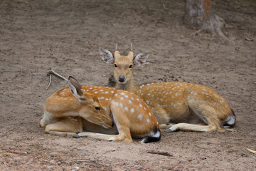 Young Whitetail Deer male and female sitting together