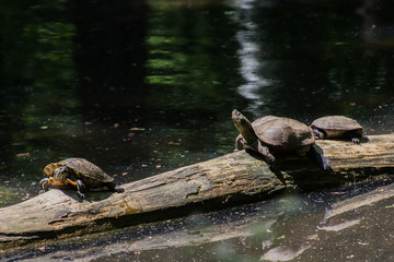 Fototapeta premium Turtles in a pond in the park