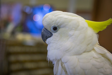 Head of Yellow-crested Cockatoo (Cacatua sulphurea)