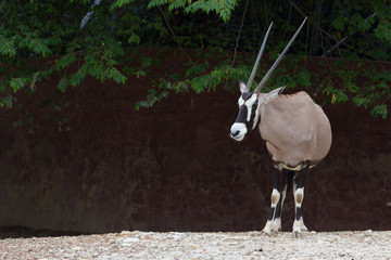 Gemsbok antelope (Oryx gazella) deer