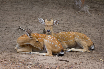 Young Whitetail Deer male and female sitting together