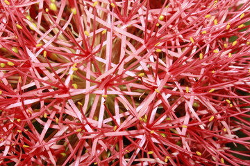 Fototapeta premium Abstract background and texture of red blood lily, ball lily(scadoxus multiflorus) flower.