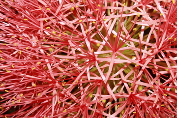 Naklejka premium Abstract background and texture of red blood lily, ball lily(scadoxus multiflorus) flower.