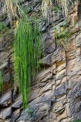 Green plants growing in the rocks. Plants in rocks. Rough Stone Background Texture. 
