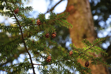 cones and needles of a redwood tree