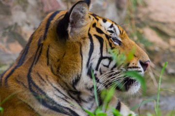 Side view of Head and face Royal Bengal tiger,Nature