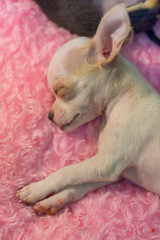 Baby chihuahua Sleeping