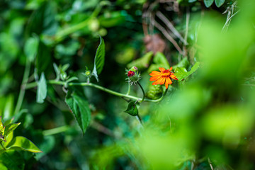 Red flower in the garden with green background.