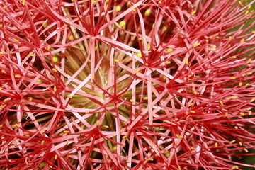 Close up macro of Fireball lily (Haemanthus multiflorus) flower.