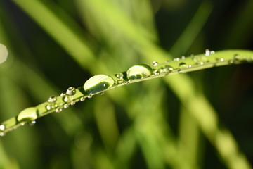 water on grass