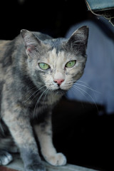 Secretly taking pictures of different cats and verbs