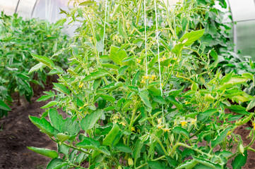 Tomatoes ripening on hanging stalk in greenhouse. Agriculture concept and industrial cultivation of tomatoes and herbs