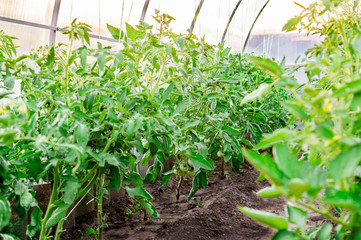 Tomatoes ripening on hanging stalk in greenhouse. Agriculture concept and industrial cultivation of tomatoes and herbs