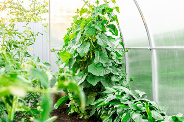 Seedlings cucumbers. The cultivation of cucumbers in greenhouses. Seedlings in the greenhouse. Growing of vegetables in greenhouses