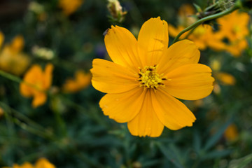 Yellow Flower