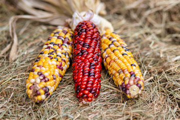 colorful corn on the cobs. bunch of colorful dried corn. the concept of harvest