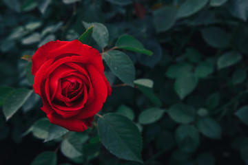 large buds of red roses and green leaves